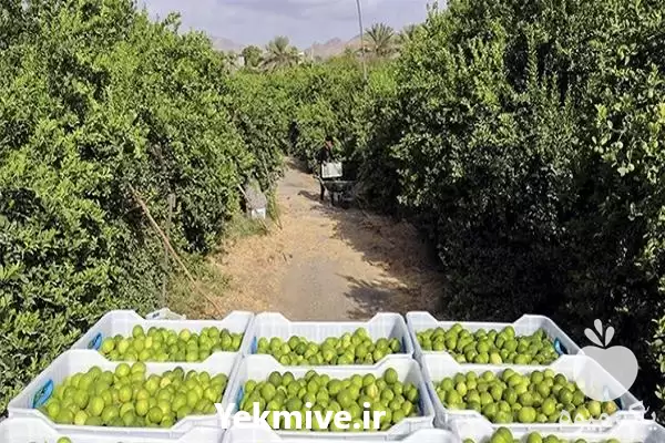 خرید فروش لیمو ترش مینابی در رشت در گروه خرید و فروش لیمو ترش در یکمیوه -عکس1