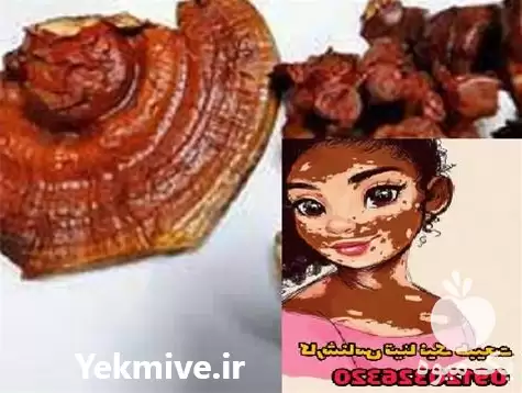 قیمت خرید قارچ گانودرما ارگانیک در کرج در گروه خرید و فروش قارچ در یکمیوه -عکس1