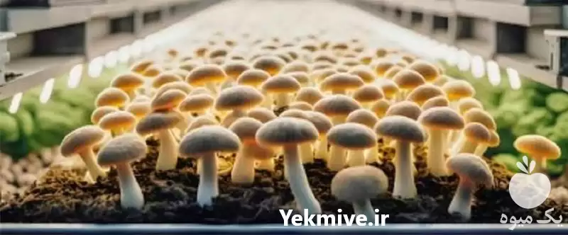 آموزش راه اندازی حرفه ای تولید در مشهد در گروه دوره آموزش کشاورزی در یکمیوه -عکس1