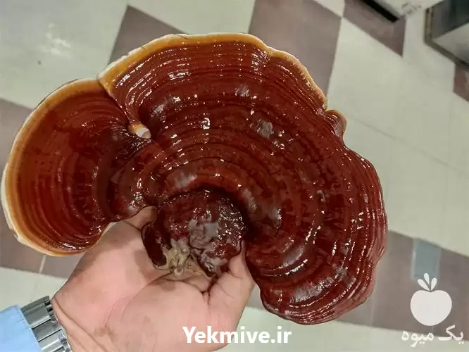 قیمت خرید عمده قارچ در گروه خرید و فروش قارچ در یکمیوه -عکس1