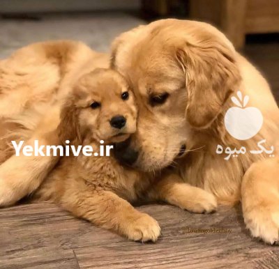 خرید و فروش سگ گلدن روتریور در کرج در گروه سگ و گربه در یکمیوه -عکس1