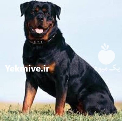 خرید و فروش سگ روتوایلر در گروه سگ و گربه در یکمیوه -عکس1