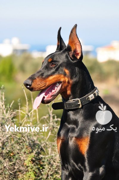 خرید و فروش سگ دوبرمن در کرج در گروه سگ و گربه در یکمیوه -عکس1