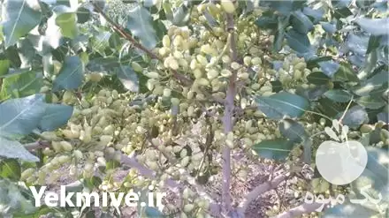 خرید نهال پسته مختص مناطق سردسیر در تهران در گروه خرید و فروش پسته در یکمیوه -عکس1