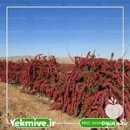 خرید نهال زرشک بیدانه پفکی در تهران در گروه خرید و فروش نهال زرشک در یکمیوه -عکس1