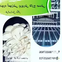  دوره آموزشی پرورش قارچ صدفی زیر نظر اساتید مجرب