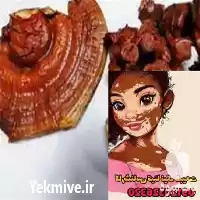 قیمت خرید قارچ گانودرما ارگانیک در کرج در گروه خرید و فروش قارچ در یکمیوه