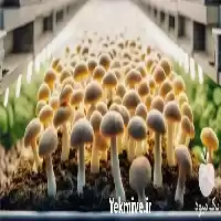 آموزش راه اندازی حرفه ای تولید در مشهد در گروه دوره آموزش کشاورزی در یکمیوه