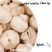  راهنمای جامع پرورش قارچ دکمه‌ای از آغاز تا برداشت