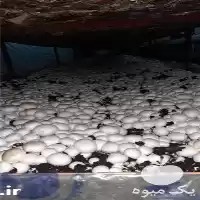 راهنمای جامع پرورش قارچ دکمه ای در گروه دوره آموزش کشاورزی در یکمیوه