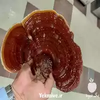 قیمت خرید عمده قارچ در گروه خرید و فروش قارچ در یکمیوه