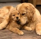 خرید و فروش سگ گلدن روتریور در کرج در گروه سگ و گربه در یکمیوه