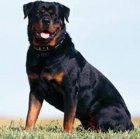 خرید و فروش سگ روتوایلر در گروه سگ و گربه در یکمیوه