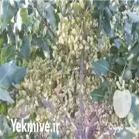 خرید نهال پسته مختص مناطق سردسیر در تهران در گروه خرید و فروش پسته در یکمیوه