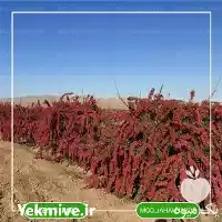 خرید نهال زرشک بیدانه پفکی در تهران در گروه خرید و فروش نهال زرشک در یکمیوه