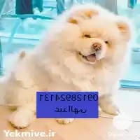 مرکز فروش سگ چاوچاو در ایران در تهران در گروه سگ و گربه در یکمیوه