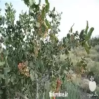 قیمت خرید پسته درجه یک در گروه خرید و فروش پسته در یکمیوه