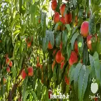 خرید و فروش هلو با کیفیت در ساری در گروه خرید و فروش هلو در یکمیوه