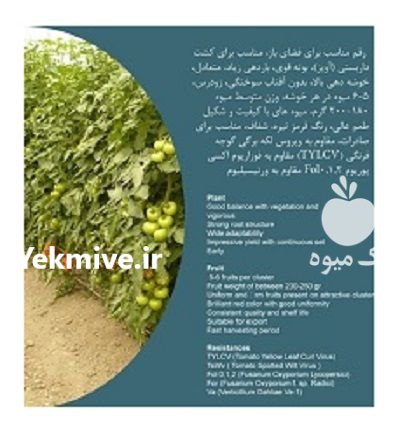 قیمت بذر گوجه فرنگی کاردلن در گروه خرید و فروش بذر گوجه در یکمیوه -عکس1