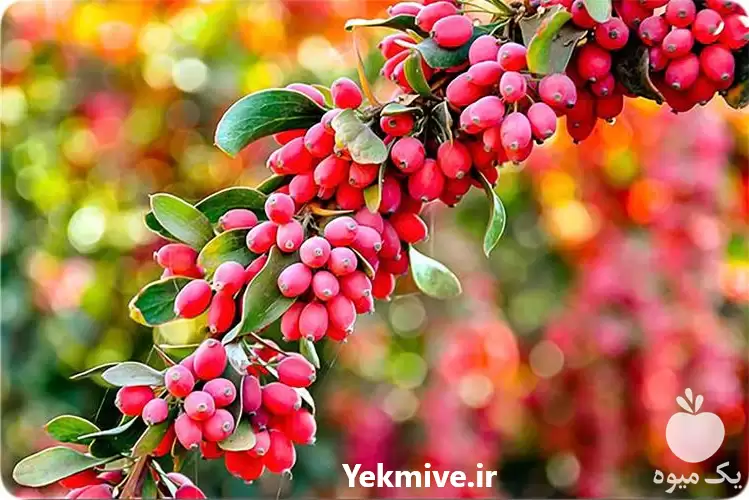 فروش زرشک پفکی در یزد در گروه خرید و فروش زرشک در یکمیوه -عکس1