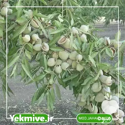 فروش خرید نهال بادام پوست سنگی در تهران در گروه خرید و فروش نهال بادام در یکمیوه -عکس1