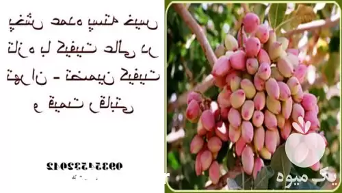 فروش پخش عمده پسته با کیفیت در تهران در گروه خرید و فروش پسته در یکمیوه -عکس1