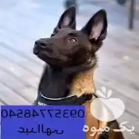 قیمت خرید سگ مالینویز توله سگ در تهران در گروه سگ و گربه در یکمیوه