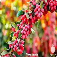 فروش زرشک پفکی در یزد در گروه خرید و فروش زرشک در یکمیوه