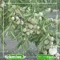 فروش خرید نهال بادام پوست سنگی در تهران در گروه خرید و فروش نهال بادام در یکمیوه