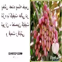 فروش پخش عمده پسته با کیفیت در تهران در گروه خرید و فروش پسته در یکمیوه