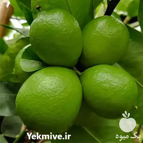 فروش لیمو ترش محلی در شیراز در گروه خرید و فروش لیمو ترش در یکمیوه -عکس1