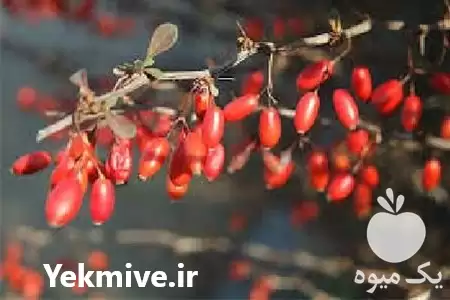 قیمت خرید زرشک مرغوب در اصفهان در گروه خرید و فروش زرشک در یکمیوه -عکس1