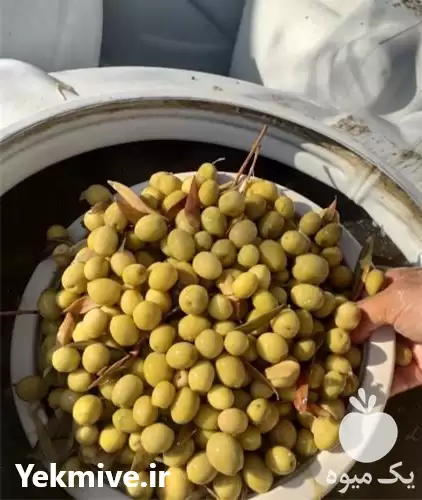 فروش عمده زیتون کنسروی با طعم در زنجان در گروه خرید و فروش زیتون در یکمیوه -عکس1