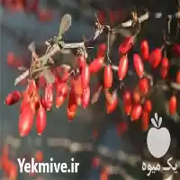 قیمت خرید زرشک مرغوب در اصفهان در گروه خرید و فروش زرشک در یکمیوه