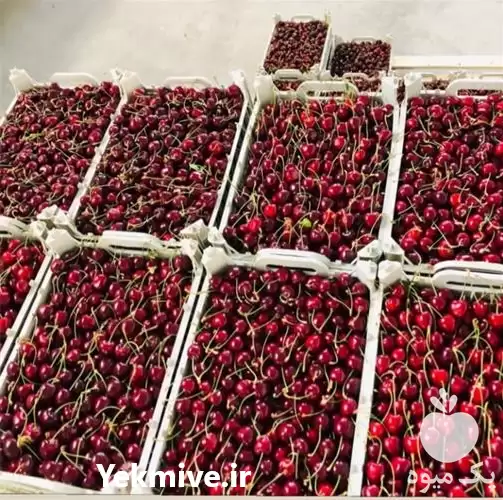 فروش گیلاس آلبالو تازه با کیفیت در ارومیه در گروه خرید و فروش آلبالو در یکمیوه -عکس1