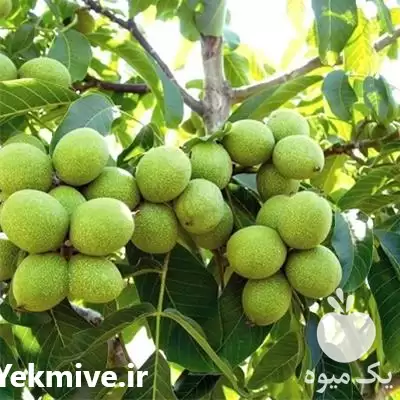 قیمت خرید نهال گردو در کرج در گروه خرید و فروش نهال گردو در یکمیوه -عکس1