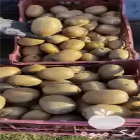 طراحی برای تبلیغات صادرات کیوی در ساری در گروه واردات و صادرات در یکمیوه