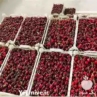 فروش گیلاس آلبالو تازه با کیفیت در ارومیه در گروه خرید و فروش آلبالو در یکمیوه