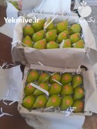 آگهی مشابه &039;گلابی بیروتی اسپادانا زود رس در مشهد در گروه خرید و فروش گلابی در یکمیوه