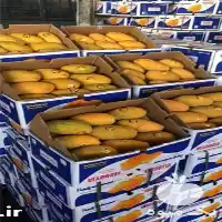 قیمت خرید انبه پاکستانی درجه یک در شیراز در گروه خرید و فروش انبه در یکمیوه