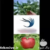 فروش سیب های درجه یک سوپر در ارومیه در گروه خرید و فروش سیب در یکمیوه