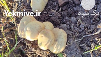 سیب زمینی و سیر در همدان در گروه خرید و فروش سیب زمینی در یکمیوه -عکس2