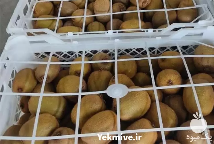 قیمت خرید کیوی با کیفیت در گروه خرید و فروش کیوی در یکمیوه -عکس1