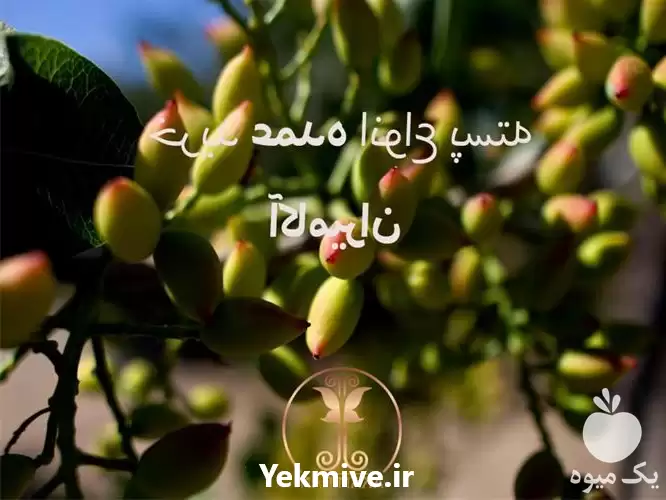 خرید و فروش عمده پسته کله در هرمز در گروه خرید و فروش پسته در یکمیوه -عکس1