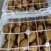 قیمت خرید کیوی با کیفیت در گروه خرید و فروش کیوی در یکمیوه