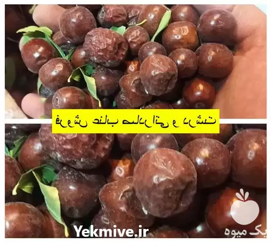 فروش نازلترین قیمت عناب خشک در بیرجند در گروه خرید و فروش گیاهان دارویی در یکمیوه -عکس1