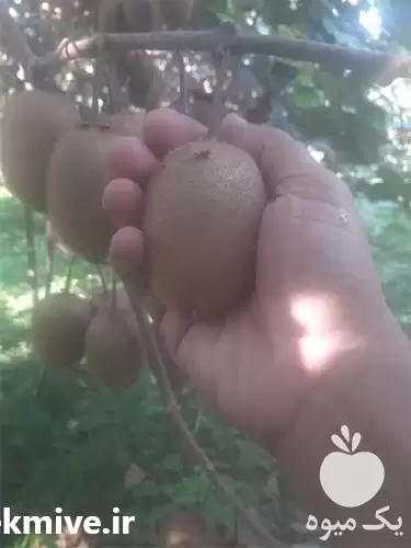 کیوی کیوی ارگانیک در گروه خرید و فروش کیوی در یکمیوه -عکس1