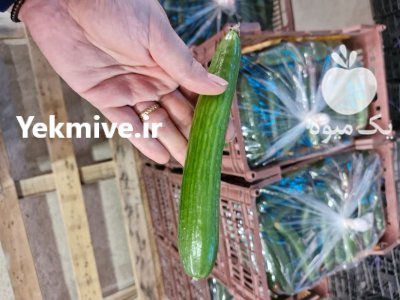 فروش خیار خطی گلخانه ای صادراتی یزد در گروه خرید و فروش خیار در یکمیوه -عکس1