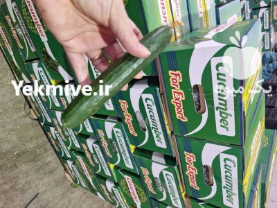 فروش خیار خطی گلخانه ای صادراتی یزد در گروه خرید و فروش خیار در یکمیوه -عکس2