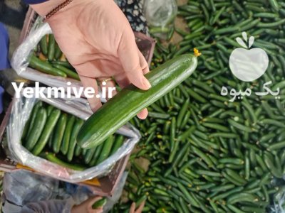 فروش خیار خطی گلخانه ای صادراتی یزد در گروه خرید و فروش خیار در یکمیوه -عکس4